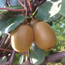 Actinidia chinensis hayward d'occasion Actinidia chinensis hayward d'occasion  Pouzauges