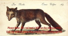 Fox hand colored for sale  Lake Villa