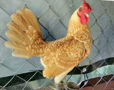 old english game bantams for sale old english game bantams for sale Campobello