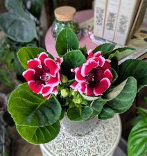 Sinningia speciosa red for sale  GREAT YARMOUTH