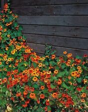 Seeds trailing nasturtium for sale  READING