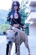 African taxidermy hyena for sale  Los Angeles