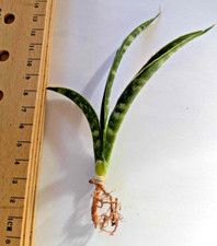 Sansevieria fernwood mikado for sale  RAMSGATE
