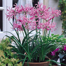 Nerine bowdenii pink for sale  WOLVERHAMPTON