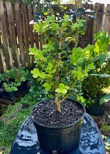 Japanese boxwood pre for sale  Bonita Springs