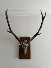 Deer stag antlers for sale Deer stag antlers for sale  NOTTINGHAM