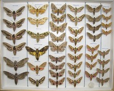Butterfly collection butterfly for sale  Shipping to United Kingdom