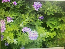 Pelargonium citronella rose for sale  Encinitas