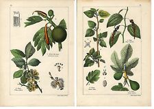 Stampa antica albero usato  Lecco