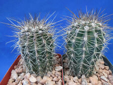 Saguaro cactus tall for sale  Tucson