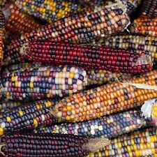 Sweet corn fiesta for sale  BURTON-ON-TRENT