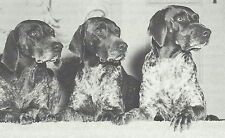 German shorthaired pointer for sale  Tampa