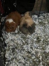 Guinea pigs one. for sale  Portland
