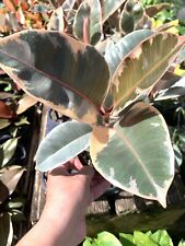 Ficus ficus elastica for sale  Miami