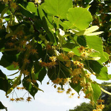 Tilia platyphyllos tilleul d'occasion  Pouzauges