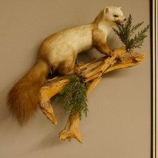 Steinmarder marder ffenem gebraucht kaufen  Nagel