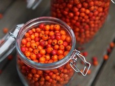 Essbare vogelbeere eberesche gebraucht kaufen  Essen