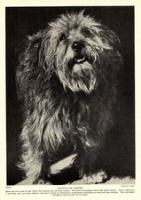 Antico basset griffon usato  Spedire a Italy
