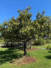 Avocado monroe tree for sale  Boca Raton