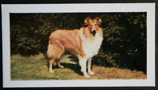 Cartão fotográfico vintage 1961 ROUGH COLLIE comprar usado  Enviando para Brazil