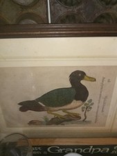 Italian duck picture for sale  Hamilton