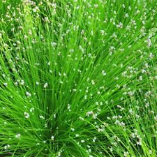 Scirpus cernuus oxygenating for sale  UK