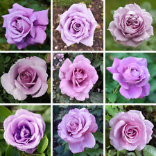 Purple rose established for sale  PETERBOROUGH