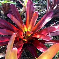 Buy save bromeliad for sale  Miami