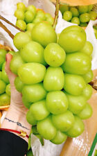 Uva gigante giapponese usato  Cirie