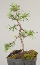 Larix decidua larice usato  Merate