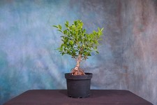 Tiger bark ficus for sale  North Fort Myers