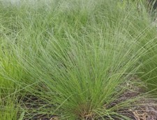 Premium dropseed rough for sale  Saint Peters