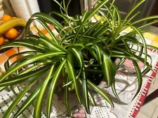 Spider plant puppy for sale  LUTON