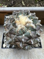 Ariocarpus suratus lloydi usato  Valdastico
