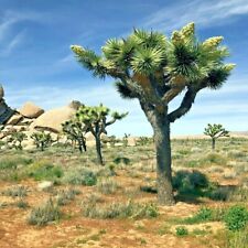 Joshua tree seeds for sale  Lincolnton