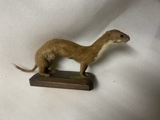 Trofeo donnola tassidermia usato Trofeo donnola tassidermia usato  Busto Arsizio