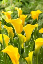 Florex gold calla for sale  Fairview