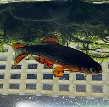 Celestial pearl danio for sale  Linden