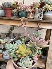 Rooted live succulent for sale  San Luis Obispo
