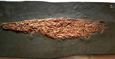 Grube messel rarität gebraucht kaufen  Deutschland