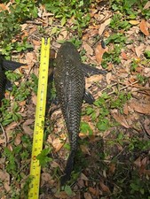 aquarium catfish for sale aquarium catfish for sale Saint Petersburg