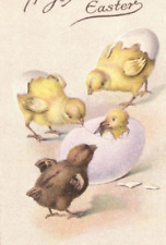 chicks easter for sale  Hartville