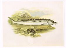 Sturgeon vintage fish for sale  DEREHAM