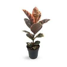Ficus belize rubber for sale  CREDITON