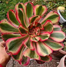 Aeonium first love for sale  DARTFORD