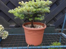 pine tree for sale  CANNOCK