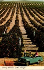 Cartão postal vintage década de 1970 Lake Wales FL Picking Florida's Golden Oranges Jeep comprar usado  Enviando para Brazil