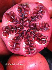 Punica granatum rosso gebraucht kaufen  Wuppertal