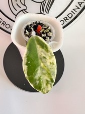 Hoya carnosa madara d'occasion  Expédié en Belgium