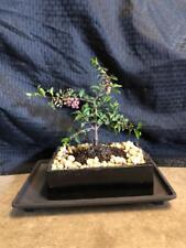 Weeping cherry bonsai for sale  Rotonda West